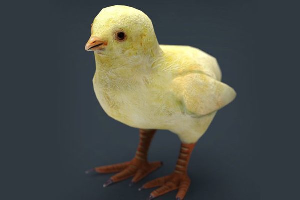 C4D模型-小鸡模型雏鸡模型动物模型下载