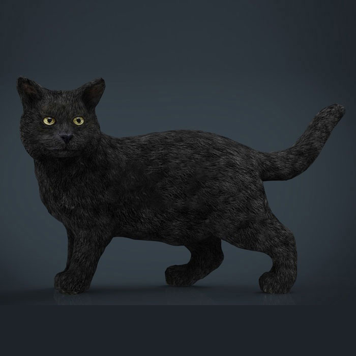 C4D模型-黑猫模型动物模型下载