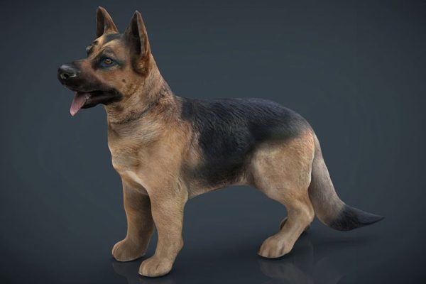 C4D模型-牧羊犬模型狗模型动物模型下载
