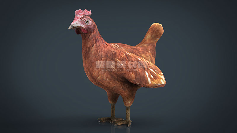 C4D模型-公鸡模型动物模型