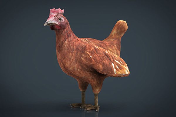 C4D模型-公鸡模型动物模型