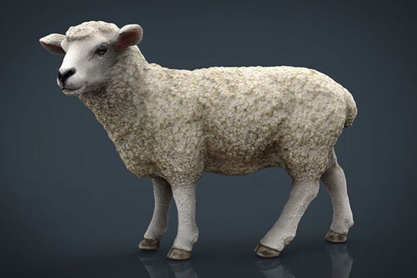C4D模型-绵羊模型模型羔羊模型动物模型