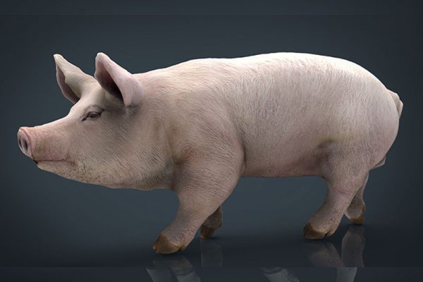 C4D模型-猪模型母猪模型动物模型下载
