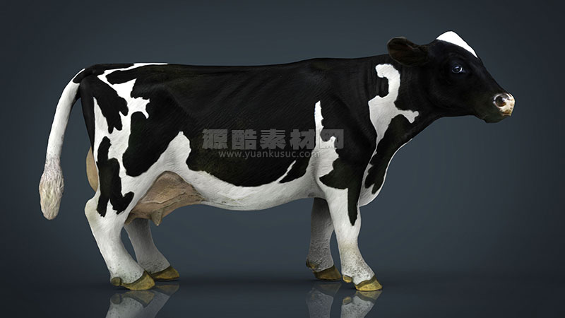 C4D模型-奶牛模型动物模型下载