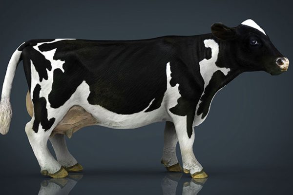 C4D模型-奶牛模型动物模型下载
