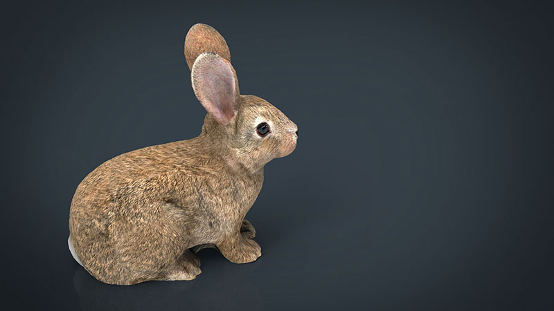 C4D模型-兔子模型动物模型