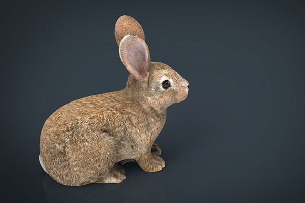 C4D模型-兔子模型动物模型