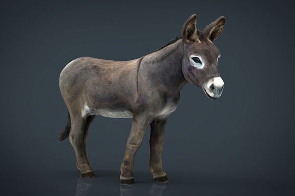 C4D模型-驴模型骡子模型动物模型下载
