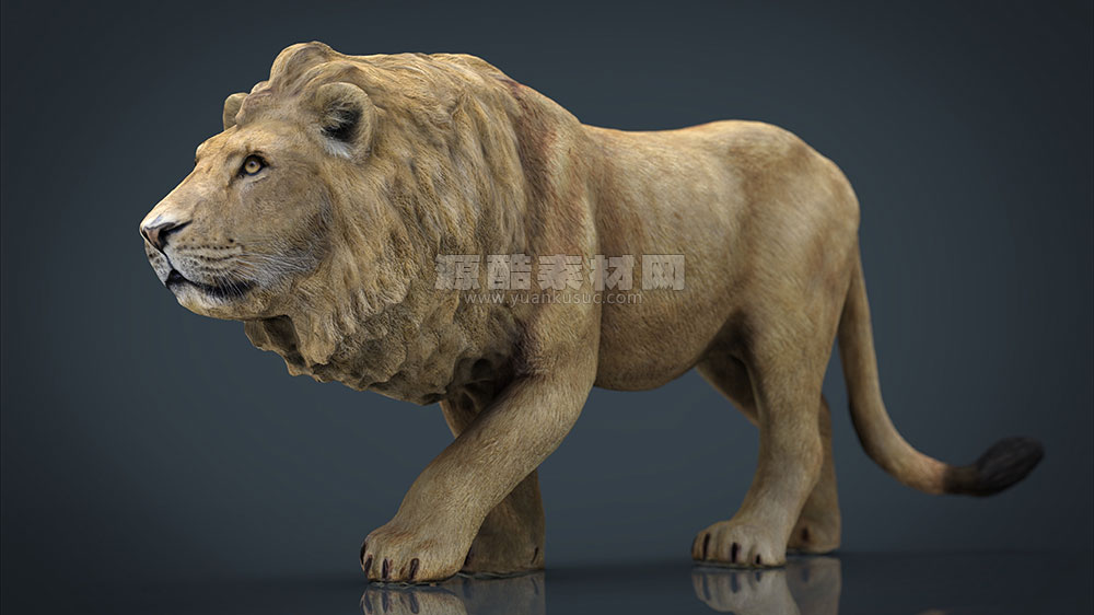 C4D模型-狮子模型雄狮模型动物下载