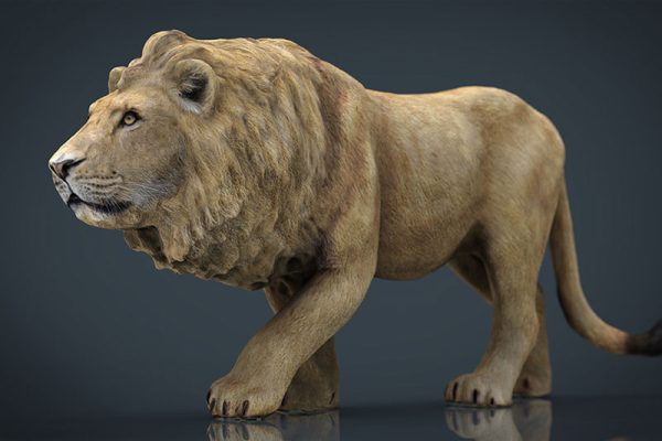 C4D模型-狮子模型雄狮模型动物下载