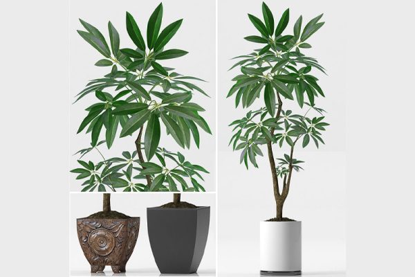 C4D模型-落地盆栽模型盆景模型绿植模型下载