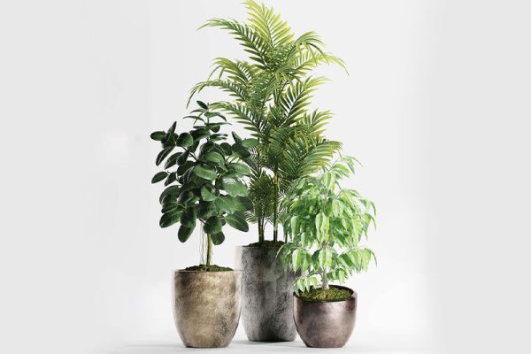 C4D模型-盆栽模型盆景模型绿植模型下载