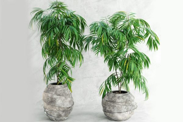 C4D模型-现代盆栽模型盆景模型下载