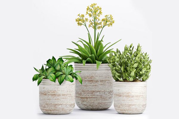 C4D模型-盆栽模型盆景模型绿植模型下载