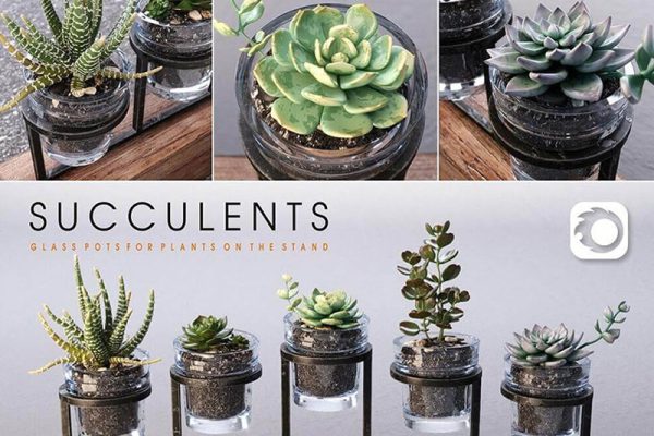 C4D多肉模型盆栽模型绿植模型下载