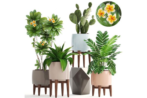 C4D仙人掌模型盆栽模型绿植模型下载