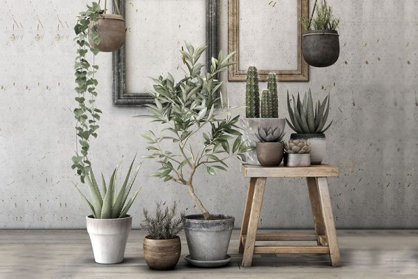 C4D模型-仙人掌芦荟模型盆栽绿植模型下载