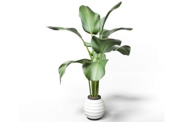 盆栽芭蕉叶模型绿植C4D模型下载