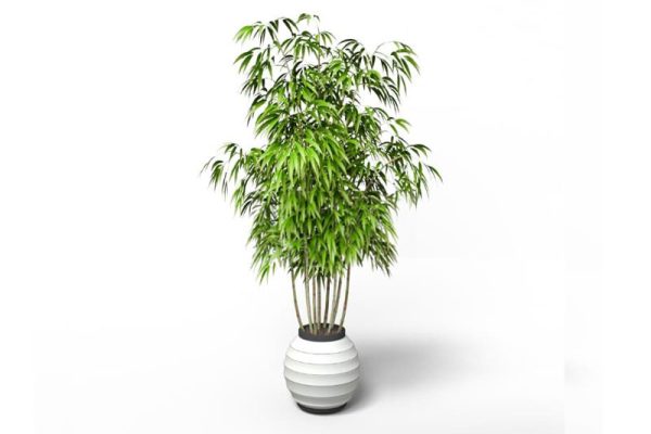 盆栽竹子模型绿植C4D模型下载