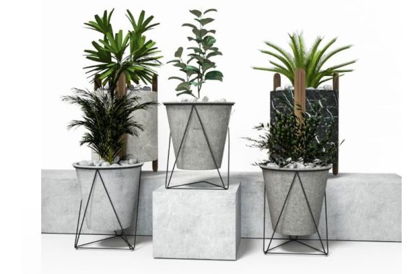 盆栽模型绿植模型C4D模型下载