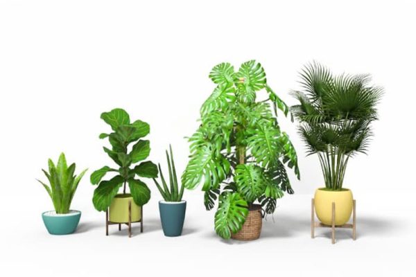 5个盆栽模型绿植C4D模型下载