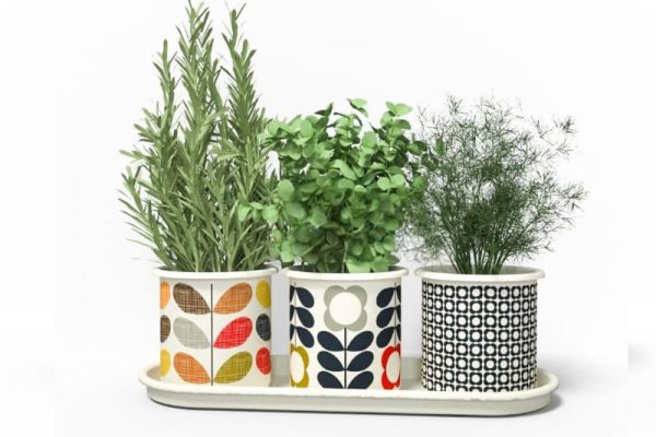 3个盆栽盆景模型绿植C4D模型