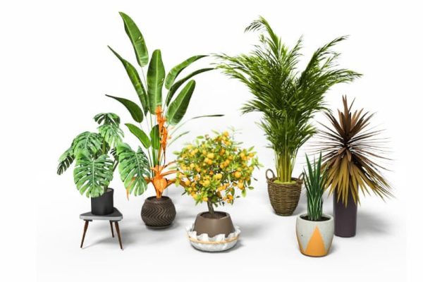 盆栽吊兰模型绿植C4D模型下载