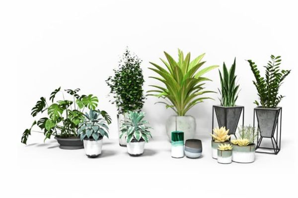 盆栽模型龟背竹模型绿植C4D模型下载