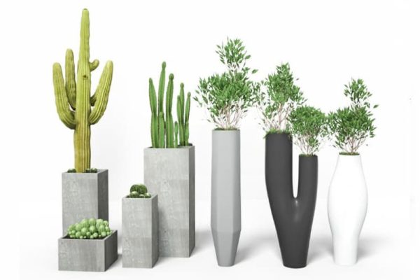 盆栽模型仙人球仙人掌模型绿植C4D模型下载