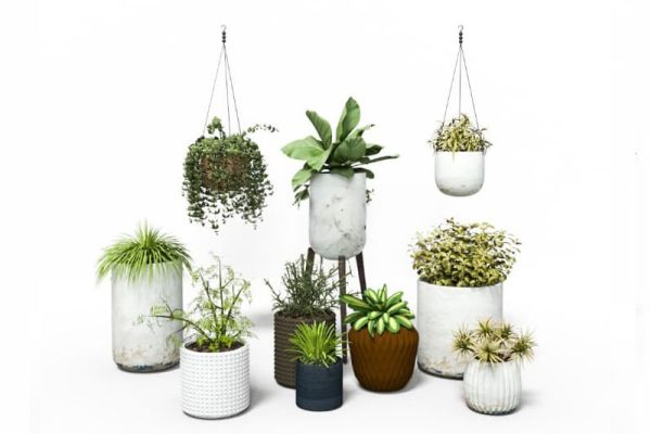 盆栽吊兰模型绿植C4D模型下载