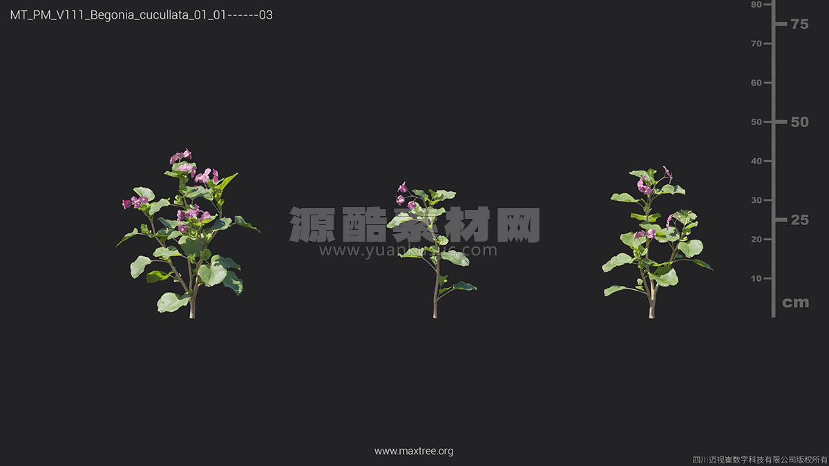 高质量花草植物3D模型资产（C4D/MAX/FBXTEX格式） Maxtree Plant Models Vol 111
