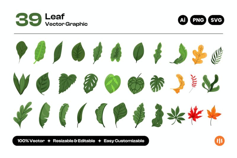 不同叶子矢量图案设计素材 Vector collection of different leaves