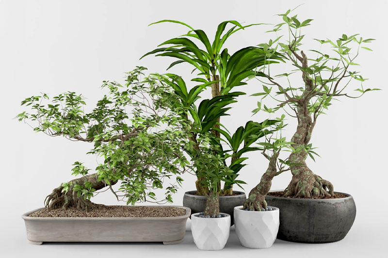 C4D盆栽模型盆景模型绿植模型C4D模型下载