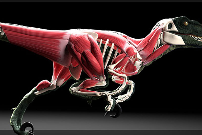 Blender插件-肌肉系统模拟工具 X-Muscle System 4.0