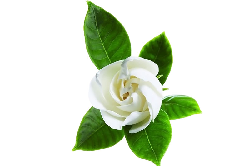 茉莉花朵PNG透明免扣图片设计素材下载