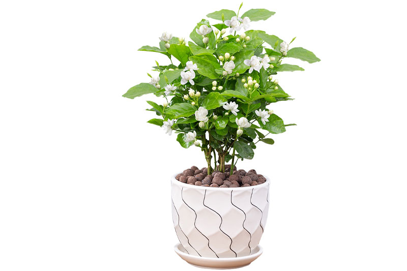 茉莉花盆栽免扣PNG图片设计素材下载