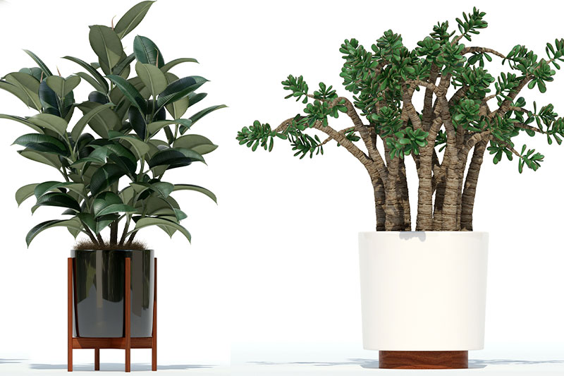 C4D模型-落地盆栽模型绿植模型C4D模型下载