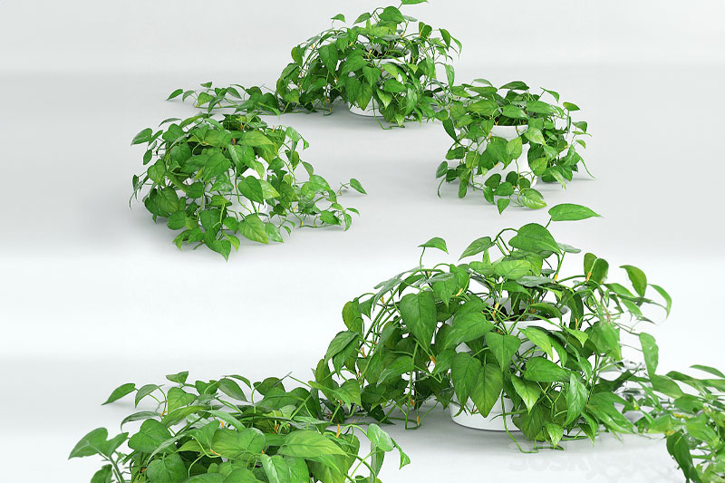 C4D模型-盆栽模型绿植模型C4D模型下载