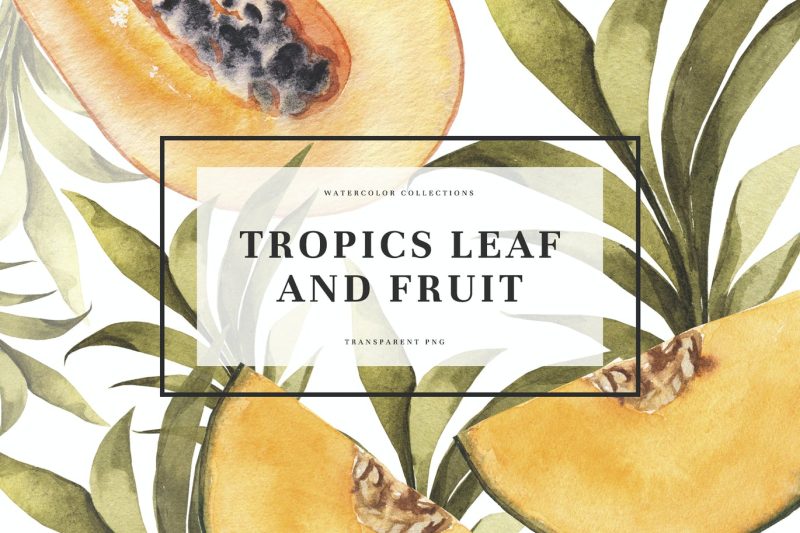 热带树叶&水果手绘插画素材 Tropics Leaf & Fruits
