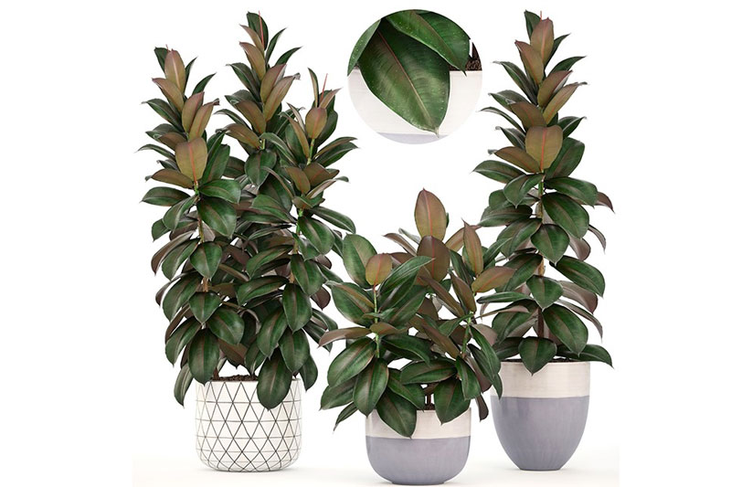 C4D模型-盆栽模型花盆模型绿植模型C4D模型下载