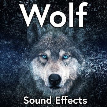 音效素材-90个免费狼群嚎叫咆哮声音效素材 Wolf Sound Effects