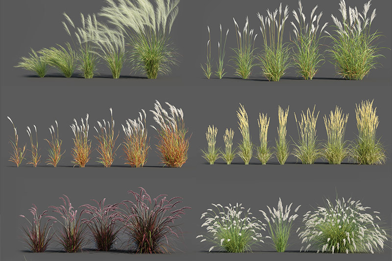 狼尾草模型芦苇狗尾巴草模型小草3D模型
