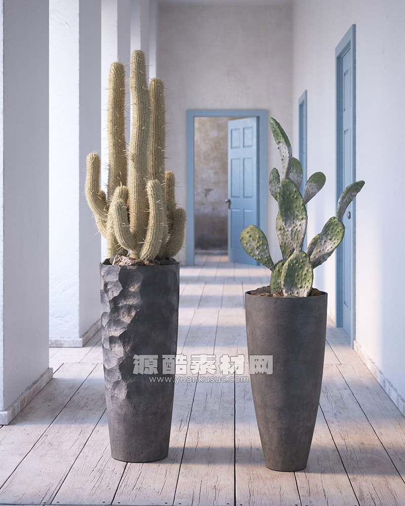 仙人掌模型盆栽模型植物3D模型(C4D+Blender+FBX) Cactus 3D model