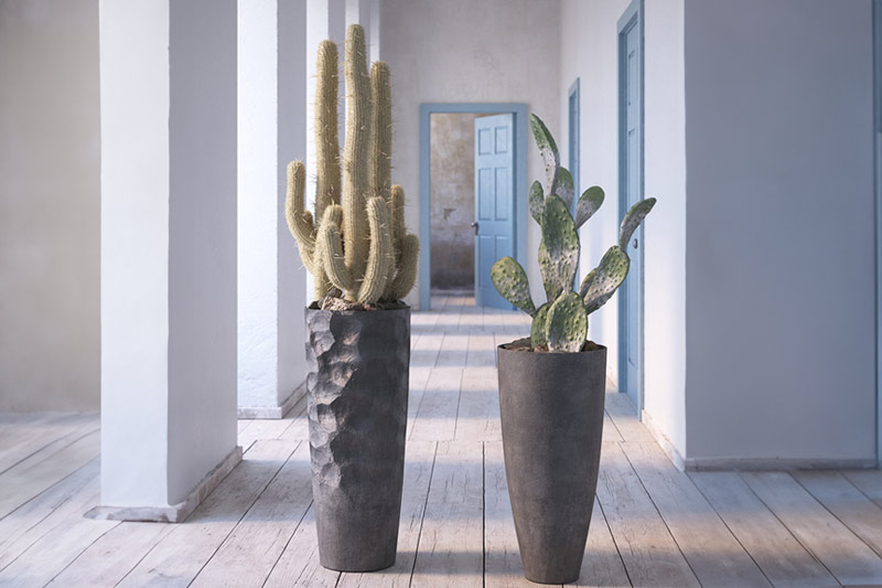 仙人掌模型盆栽模型植物3D模型(C4D+Blender+FBX) Cactus 3D model