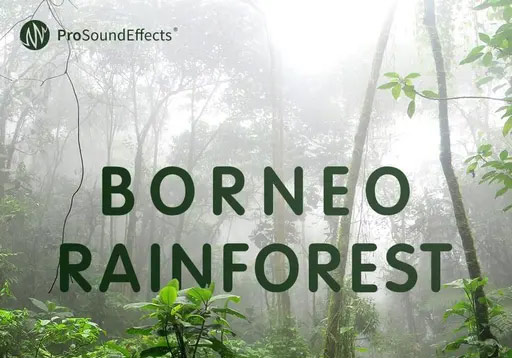 121个高质量婆罗洲雨林自然环境音效素材  Borneo Rainforest