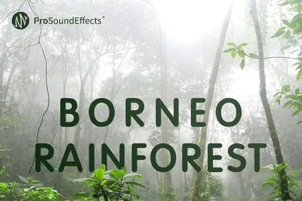 121个高质量婆罗洲雨林自然环境音效素材  Borneo Rainforest