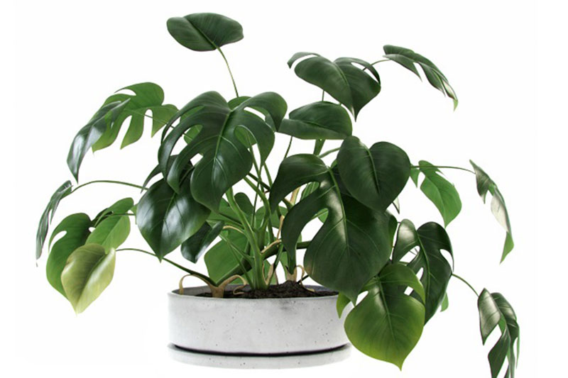 龟背竹模型盆栽模型3D模型 (C4D,FBX) Plants Liana 01