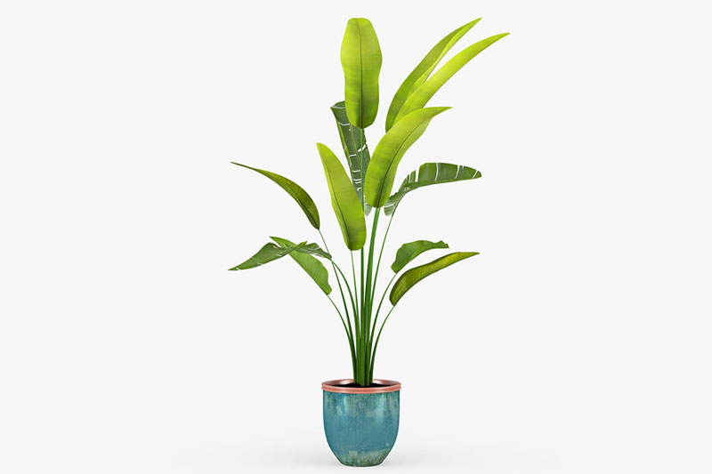 芭蕉阔叶模型盆栽绿植模型3D模型 (C4D,FBX)