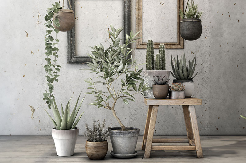 仙人掌芦荟吊兰模型盆栽绿植3D模型 (C4D,FBX) Old plants set 06