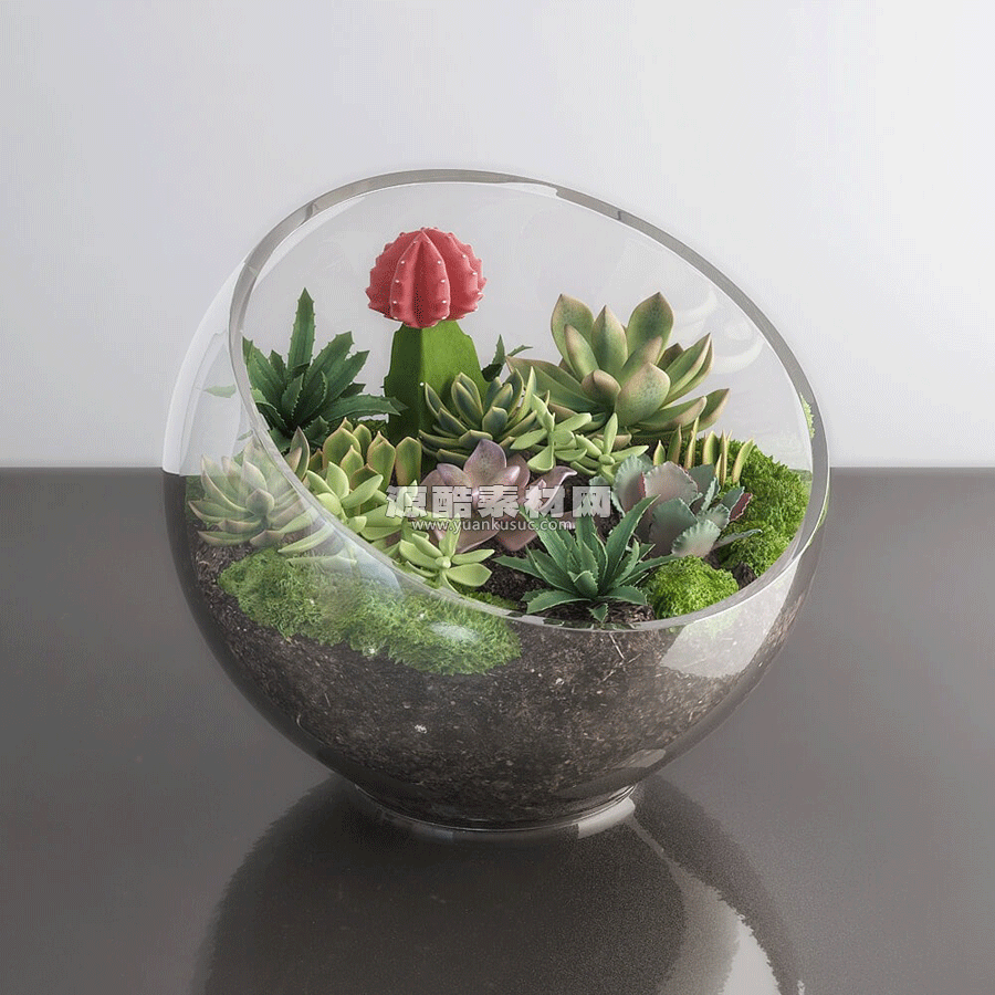 多肉盆栽模型玻璃花盆模型3D模型 (C4D,FBX) Succulents in glass bowl